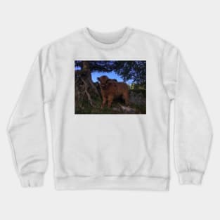 Scottish Highland Cattle Calf 1812 Crewneck Sweatshirt